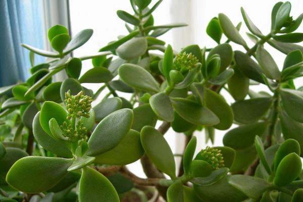 養玉樹用這5個技巧,不僅生長速度快,還能長得株壯葉肥 養玉樹用這5個技巧,不僅生長速度快,還能長得株壯葉肥