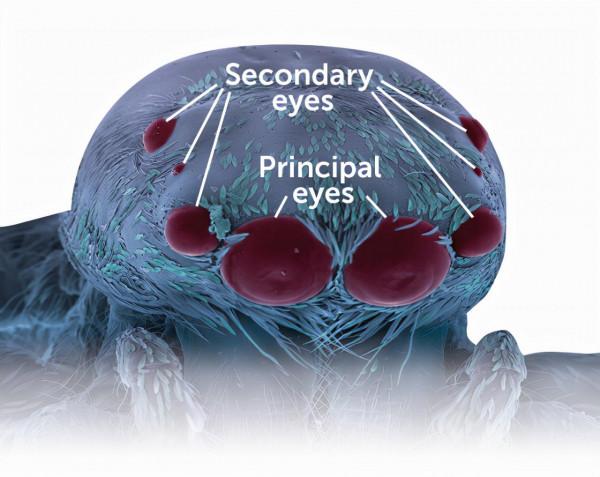 跳蛛非凡的感官捕捉到了我們無法感知的世界 跳蛛非凡的感官捕捉到了我們無法感知的世界