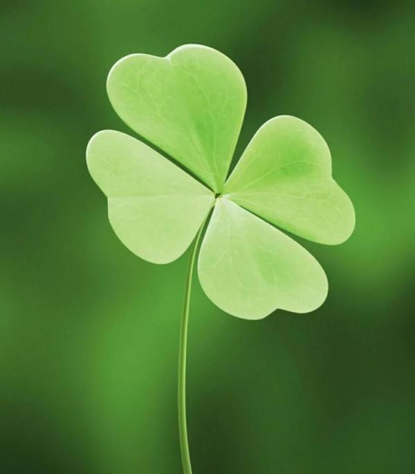 在家養這幾種花讓孩子學業有成