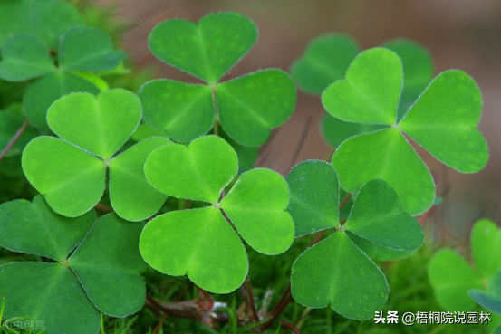 童年的味道你還記得嗎？6種可以吃的野果子，你吃過幾種