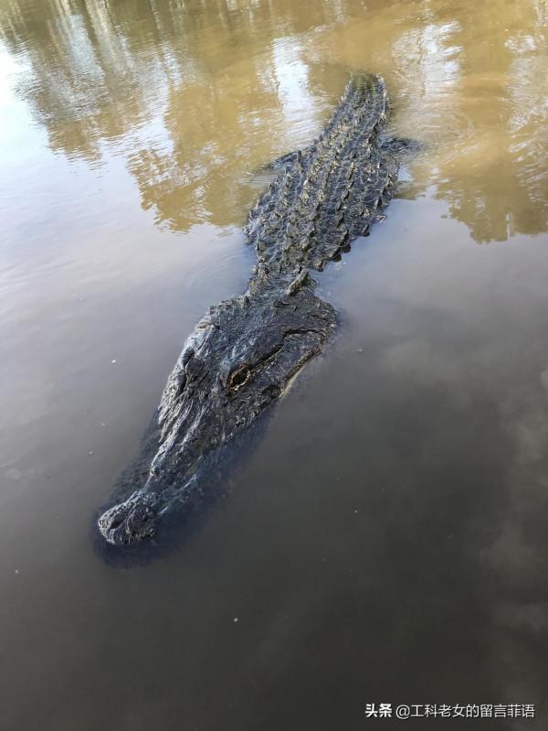 新奧爾良：看鱷魚，吃鱷魚