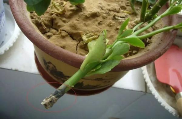 容易因多澆水而死的“18種花”，養不活都是由於手太勤