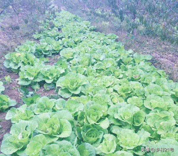 快到中秋節了，抓緊種植這三種蔬菜，附上高產種植方法