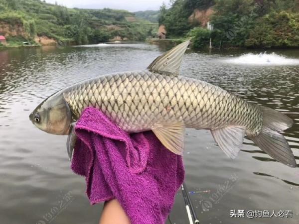 中秋佳節,如何作釣不空軍 中秋佳節,如何作釣不空軍