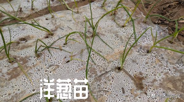 洋蔥什麼時候種植,掌握播種技巧,洋蔥長得好,不過早抽薹 洋蔥什麼時候種植,掌握播種技巧,洋蔥長得好,不過早抽薹