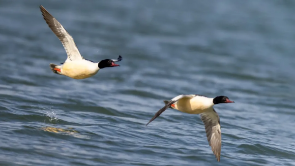 「山西鳥類圖鑑」| 普通秋沙鴨 「山西鳥類圖鑑」| 普通秋沙鴨
