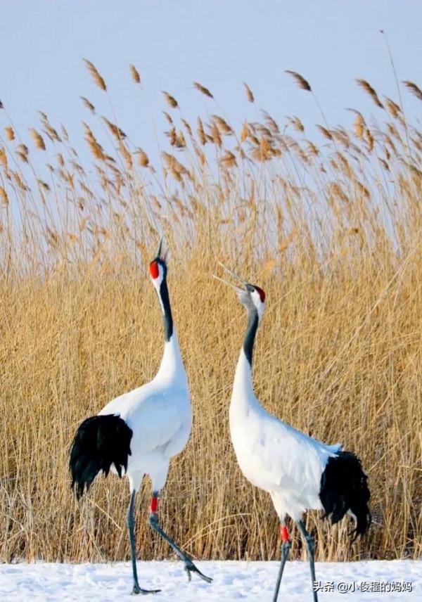 分享-跳芭蕾的丹頂鶴