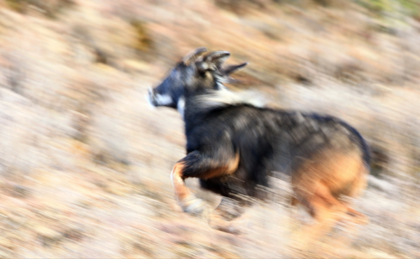 首次！鹿羊牛驢“四不像”驚現什邡，髮型太帥了，為何如此稀缺？