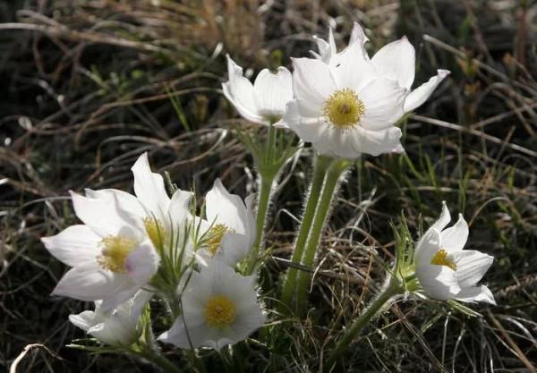 朵朵花開最迷人～白頭翁花