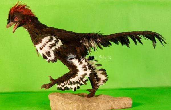 博學一“夏”|“化石”裡的故事,聽我說給你來聽…… 博學一“夏”|“化石”裡的故事,聽我說給你來聽……