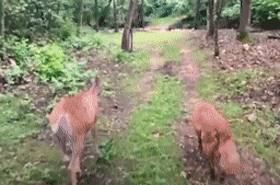 大金毛11年前救了一頭母鹿，結果它每年都會帶著娃上門找狗子幫忙