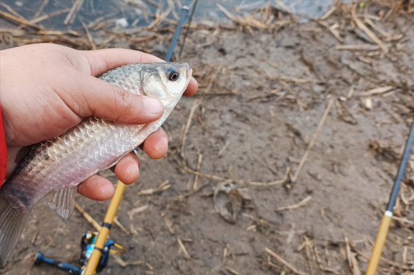 冬釣鯽魚，串鉤總是跑魚哪裡出了問題？老釣友逐一解讀，避免踩坑