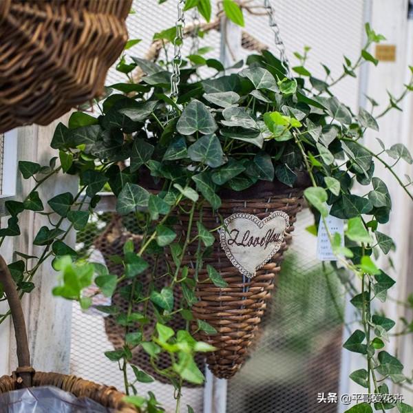 家裡採光差？推薦4種“耐陰花”，隨便養幾盆，照樣很“上檔次”