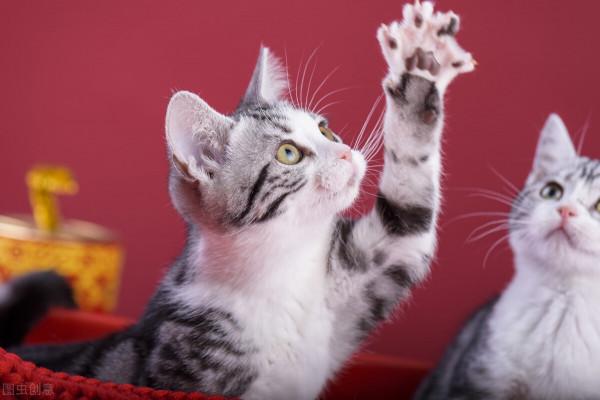 這7種貓，是公認的“無攻擊性”，你最想養哪種？