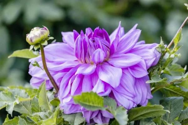大麗花的花朵，花瓣排列得十分整齊，自然奔放而富有浪漫色彩