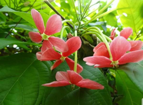 歷險篇:四君子花!狠心爺爺為何讓饞嘴孫子試嘗百草?好吃不記疼 歷險篇:四君子花!狠心爺爺為何讓饞嘴孫子試嘗百草?好吃不記疼