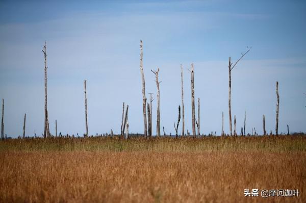 科學家用洪水淹沒森林來模擬海平面上升 科學家用洪水淹沒森林來模擬海平面上升