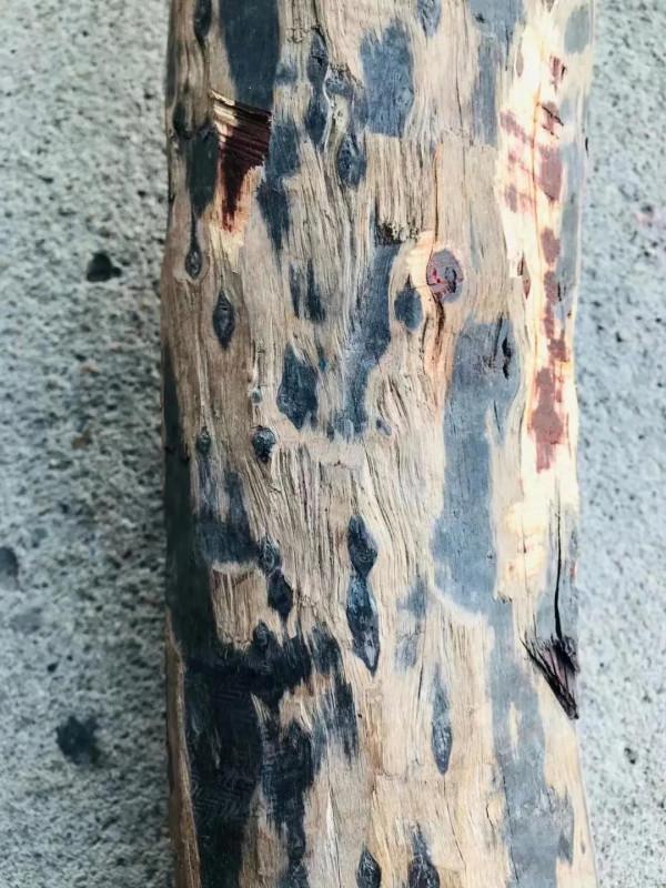 這根普普通通的木頭，竟然價值破萬？這就是紫檀啊