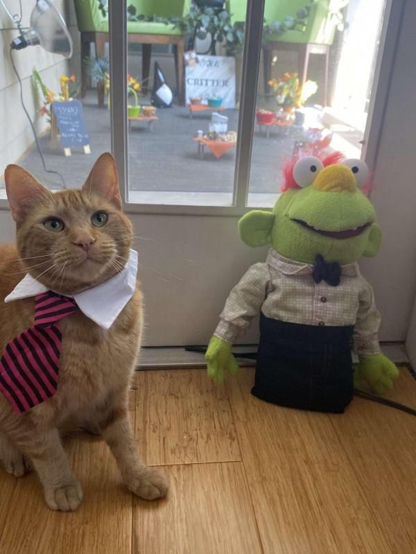 貓咪當店長,松鼠小鳥是食客,美國這個露天迷你咖啡店,太萌了 貓咪當店長,松鼠小鳥是食客,美國這個露天迷你咖啡店,太萌了