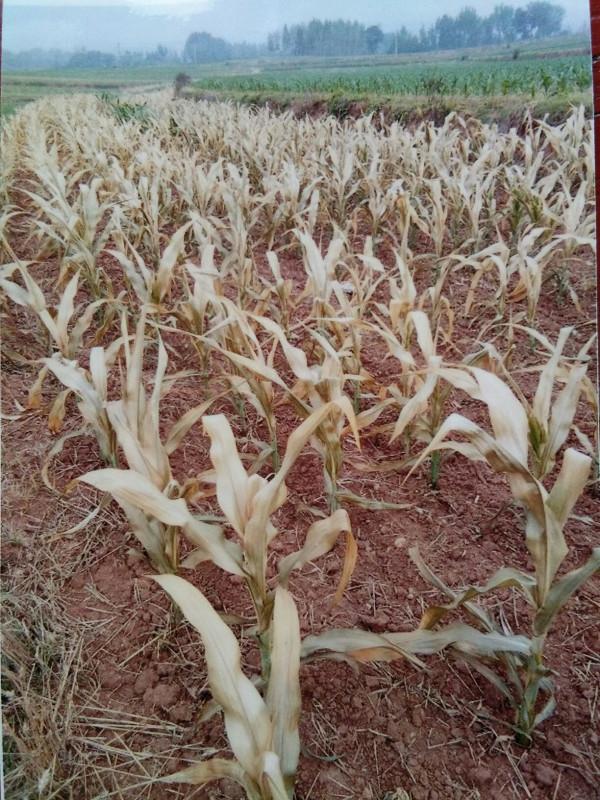 13歲少女喝下了百草枯後,她體內遭受的生化破壞機制會讓人絕望 13歲少女喝下了百草枯後,她體內遭受的生化破壞機制會讓人絕望