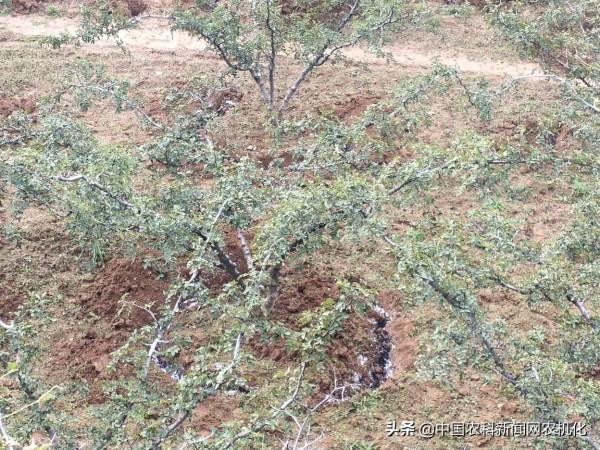 花椒樹管理連續劇二 |水肥氣光與花椒生長的關係