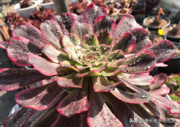 帶錦的多肉法師嫁接苗有3個缺點和2個優點，入手前我們需仔細斟酌