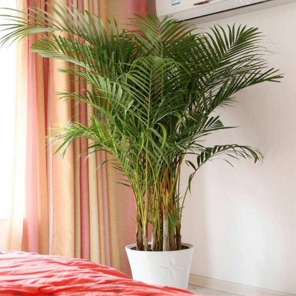 5種“養人花”,你養著它,它也養著你,家裡空氣清新,人健康 5種“養人花”,你養著它,它也養著你,家裡空氣清新,人健康