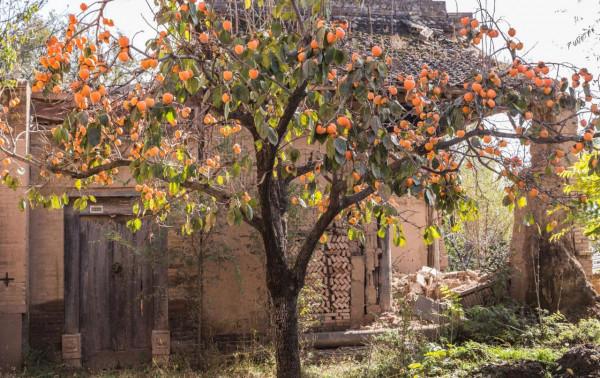 家裡有院子，就種5種“旺宅樹”，觀賞收果兩不誤，吉祥又實用