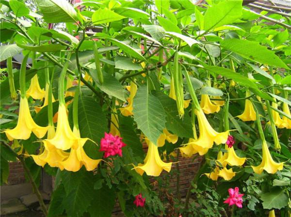 100種有毒的花和果，生活中很常見，出門要小心，避免受傷害