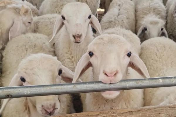 移民村裡那點兒事