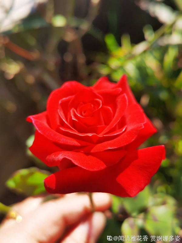 五仁餡的月餅太難吃,不如4種鮮花餡,同意的舉手 五仁餡的月餅太難吃,不如4種鮮花餡,同意的舉手