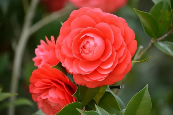 養花時遇到掉葉,長斑,長勢不佳等現象,要查詢原因,及時解決 養花時遇到掉葉,長斑,長勢不佳等現象,要查詢原因,及時解決