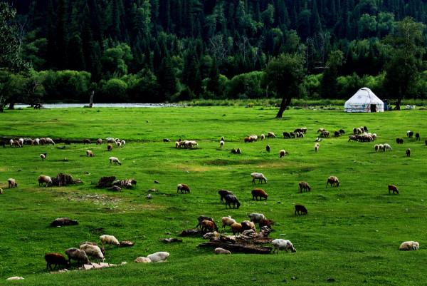 我國最貴列車，3萬一張票連比爾蓋茨都坐過，豪華程度超星級酒店