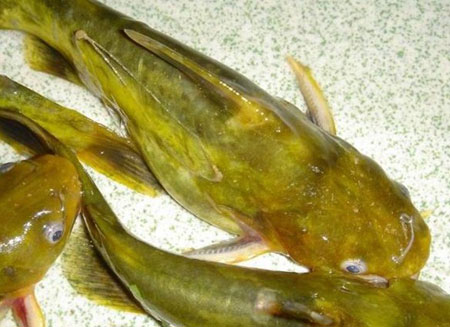 黃骨魚在各地都有哪些叫法.價格如何.野生的多嗎 黃骨魚在各地都有哪些叫法.價格如何.野生的多嗎