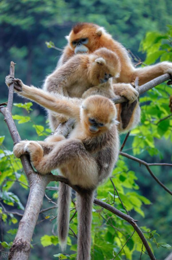 甘肅最不西北的地方，通吃陝西與四川，擁有絕美南國風光圖