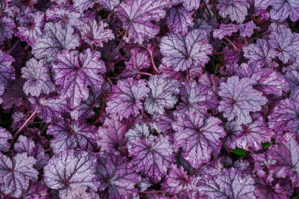 庭院耐寒“5寶”，不想冬天院子裡光禿禿，就種它們