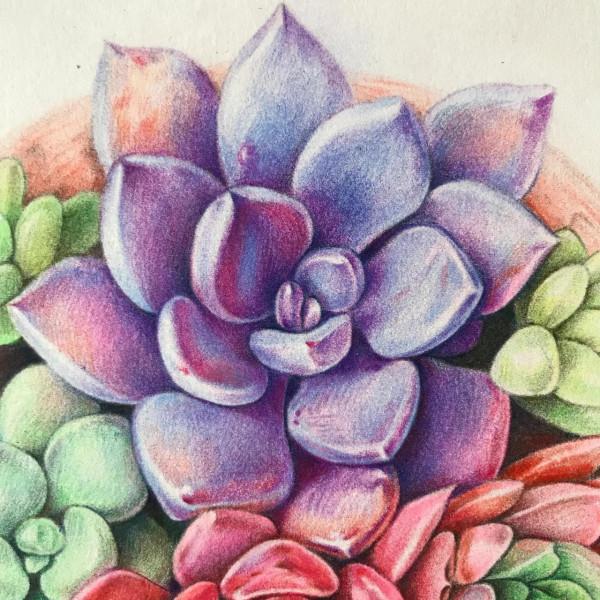 多肉植物彩鉛畫全過程（1-2）