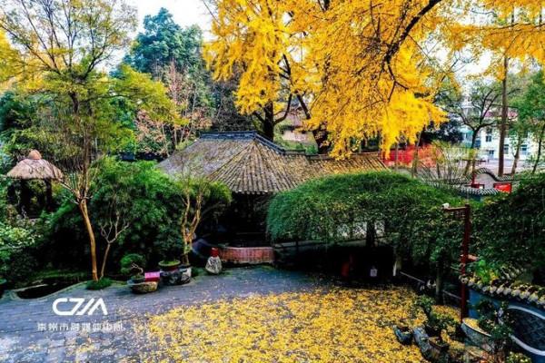 滿城銀杏黃！金燦燦的城區觀賞圖鑑來了