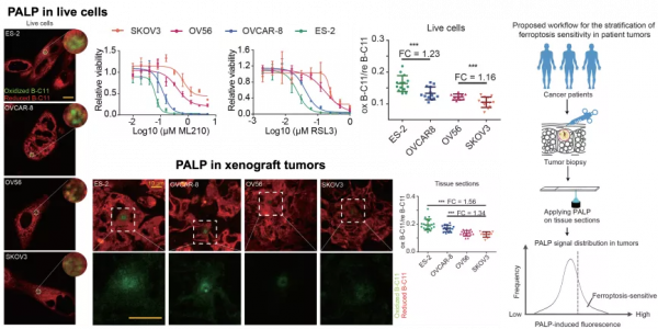 西湖大學學者研發鐵死亡新技術，實現鐵死亡藥物的個體化高效治療