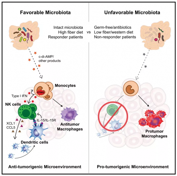 Cell丨人體微生物群：重程式設計腫瘤微環境，掃除免疫療法障礙