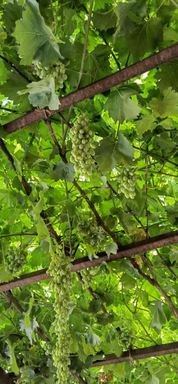 福州哈雷戴維森車主會（H.O.G）西域北疆行（9）