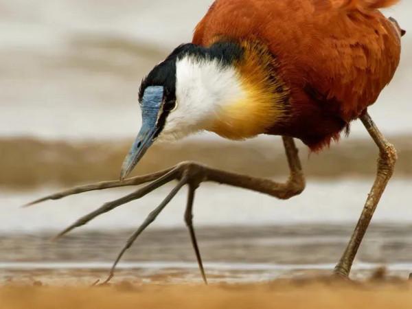 多腳怪的原原本本 多腳怪的原原本本