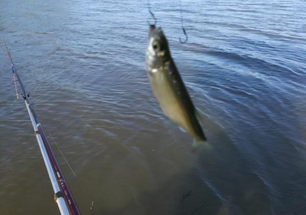 野釣時，你得會看水色，因為不同顏色的水，對應不同的魚