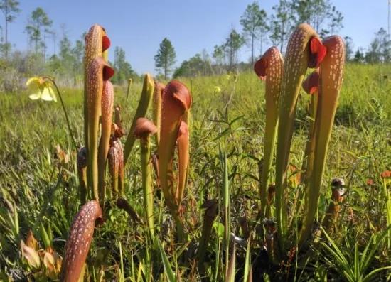 食蟲植物好養嗎？