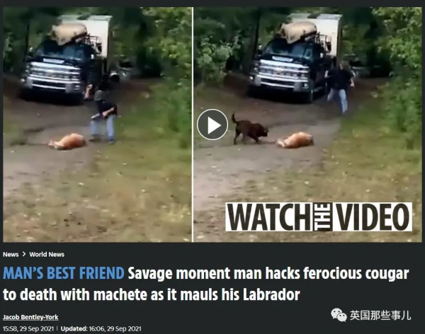 露營時狗狗被美洲獅襲擊,他瘋狂揮刀砍斷獅頭,網友吵翻了 露營時狗狗被美洲獅襲擊,他瘋狂揮刀砍斷獅頭,網友吵翻了