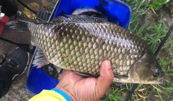立冬後降溫明顯,如何根據天氣,抓住釣魚最後的“視窗期” 立冬後降溫明顯,如何根據天氣,抓住釣魚最後的“視窗期”