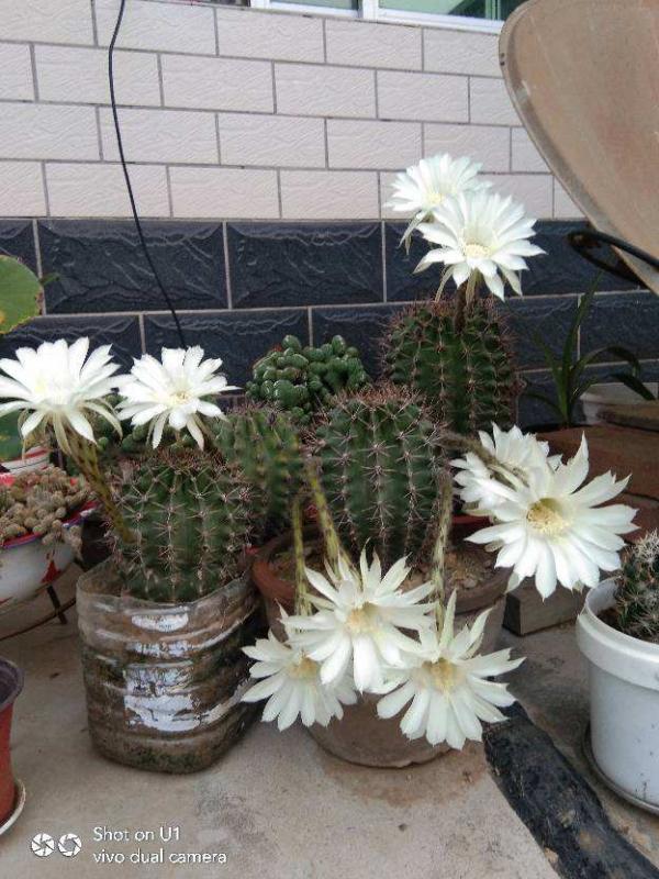 8種花,是個人就能養好,為啥我養不好 8種花,是個人就能養好,為啥我養不好