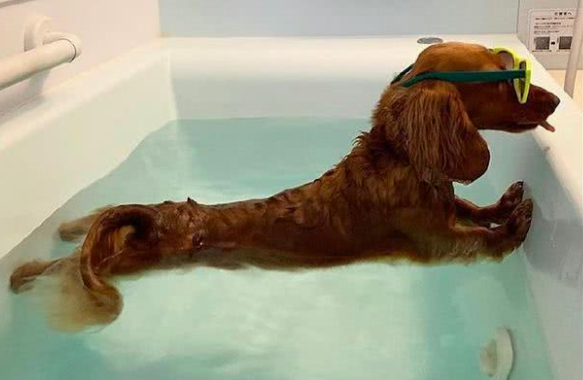 可卡犬要怎麼養?幾種方法教給你 可卡犬要怎麼養?幾種方法教給你