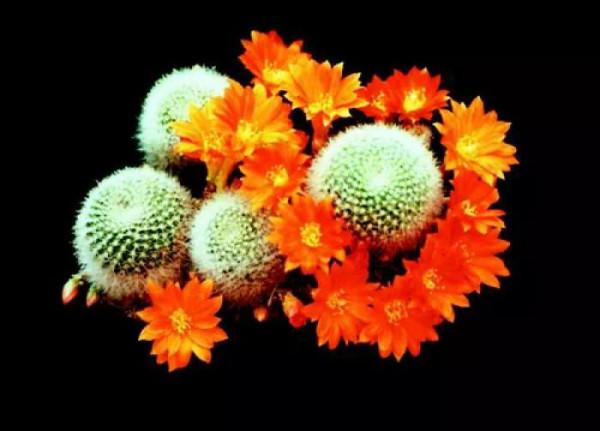 花開富貴，欣賞仙人球子孫球開花