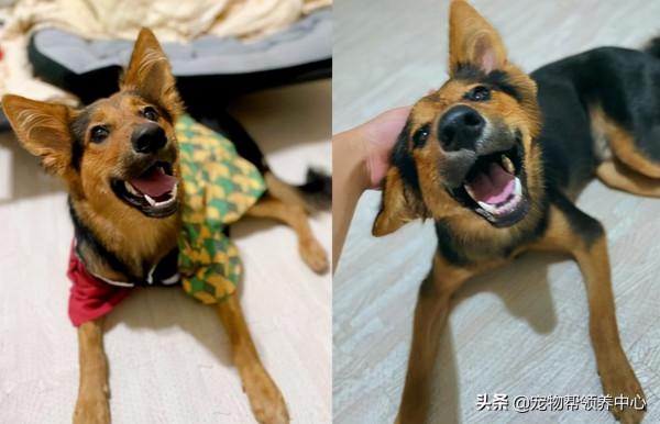 在家陪狗狗消耗體能，自己卻差點被撞飛，主人：就挺突然的...